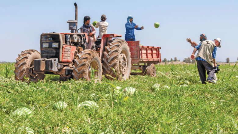 Farm workers are loading watermelons on the tractor, Iranshahr, Baluchestan.