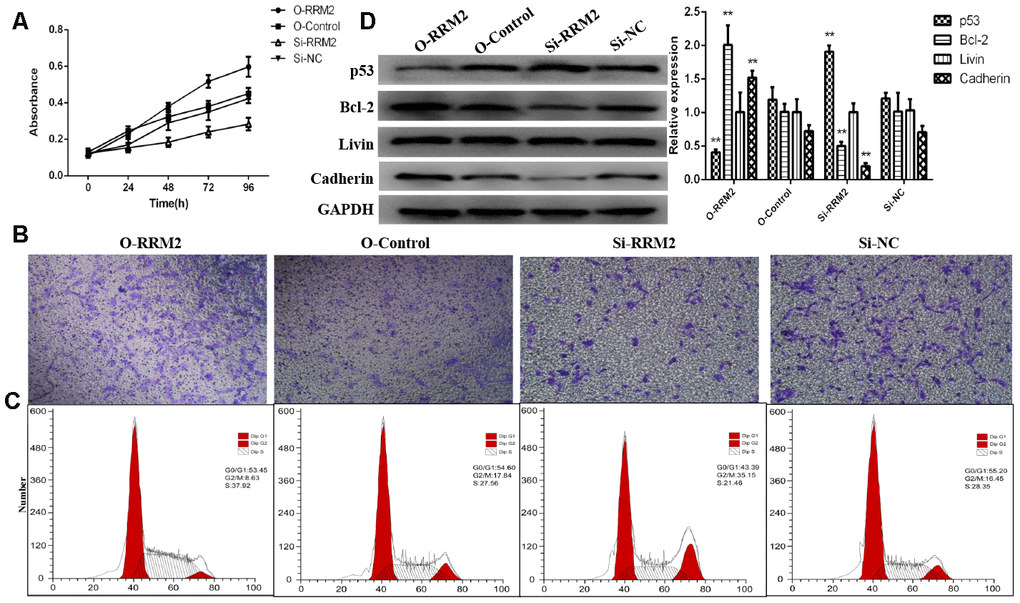 RRM2 promoted cell proliferation and invasion and regulated cell cycle progression of lung cancer cells. (A) CCK-8 proliferation curve of A549 cells transfected with si-RRM2, O-RRM2, si-NC, and O-Control; (B) Transwell assays were performed to evaluate the role of RRM2 on cell invasion; (C) The cell cycle analyzed of A549 cells by flow cytometry; (D) RRM2-associated signaling pathways were determined by western blot assay. *indicates a p-value p-value 