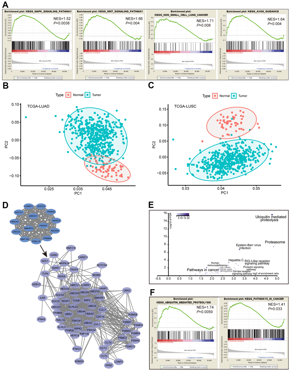 Analysis of the ACK1 signaling pathways. RNA-seq data of 188 lung cancer cell lines were retrieved from the CCLE database. GSEA was performed after dividing cell lines into ACK1high and ACK1low groups by the average ACK1 expression level (A). Principal component analysis (PCA) of the 57 hub genes (degree≥20) was carried out in the TCGA-LUAD (B) and TCGA-LUSC (C) versus normal tissues. The most significant 14-gene module was derived from DEGs, which captured 50 coexpressed genes in the TCGA-LUAD cohort (D). Most of the 64 genes were enriched in the ubiquitin-mediated proteolysis and the proteasome (E), which was validated by GSEA using CCLE lung cancer cell data (F).