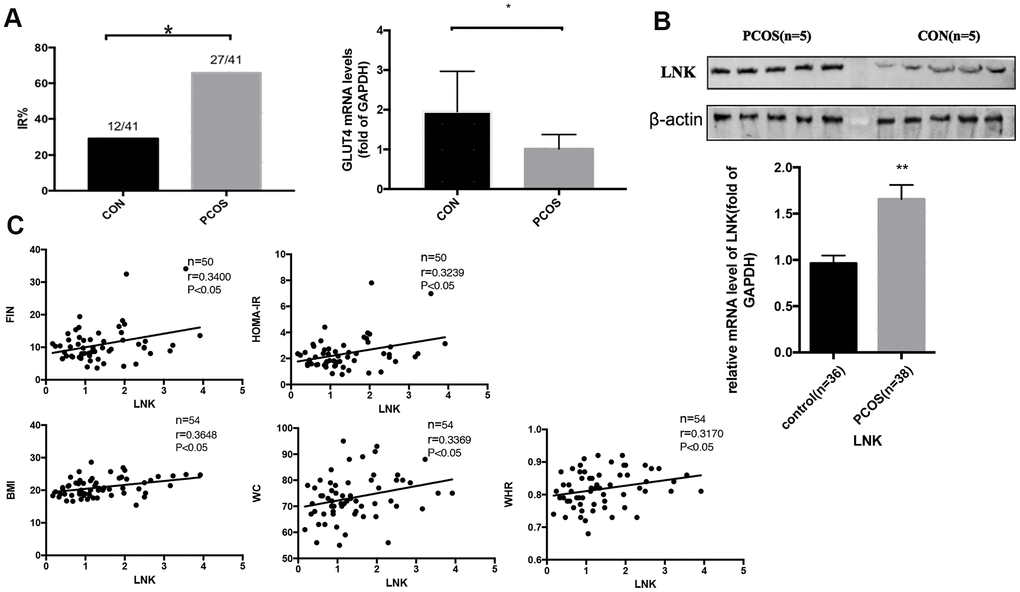 The incidence of insulin resistance in PCOS patients and control group, and the expression of LNK in granulosa cells from PCOS and control group. (A) PCOS patients had a higher incidence of insulin resistance. GLUT4 mRNA level was increased in PCOS group. Results are mean±SD. *p B) RT-PCR and western blot results showed higher levels of LNK mRNA and protein expression in granulosa cells in PCOS group compared with control group. Results are mean±SEM. *p p C) Pearson correlation analysis showed a positive correlation between LNK (relative mRNA level, fold of GAPDH) and clinical insulin resistance parameters in the total population.