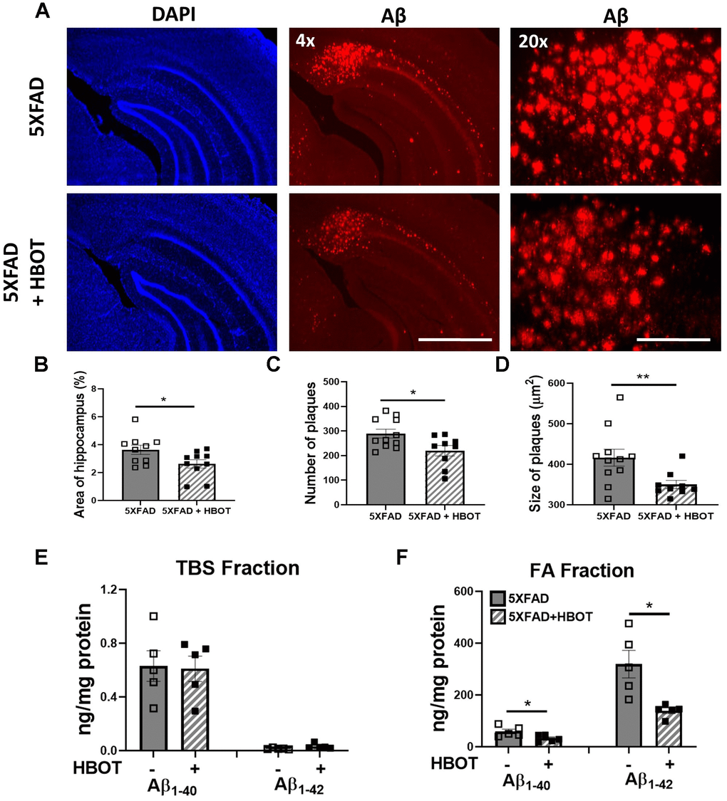 HBOT reduces amyloid plaques in the hippocampal area of 6-month old 5XFAD mice. Amyloid plaques were visualized by immunostaining with anti-Aβ antibodies (4G8). (A) Representative images of Aβ in the hippocampal field of HBO-treated 5XFAD (n=10, lower panel) and control 5XFAD mice (n=10, upper panel); left and middle panels, x4 magnification, scale bar: 1000 μm; right panel, x20 magnification, scale bar: 200 μm. (B) Quantification of the percentage of hippocampal area occupied by plaques. (C) Number of plaques. (D) Mean size of plaques. (E, F) Soluble Aβ was initially extracted from hippocampi with TBS by ultracentrifugation and then insoluble Aβ was extracted with 70% formic acid (FA) after ultra-centrifugation. ELISA analysis of soluble (E) and insoluble (F) Aβ40 and Aβ42 in hippocampal lysates of HBO-treated 5XFAD and control 5XFAD mice (n = 5/group). (B, C, F) -t-test, (D, F)- welch correction t-test. Values represent means ± SEM. *P P 