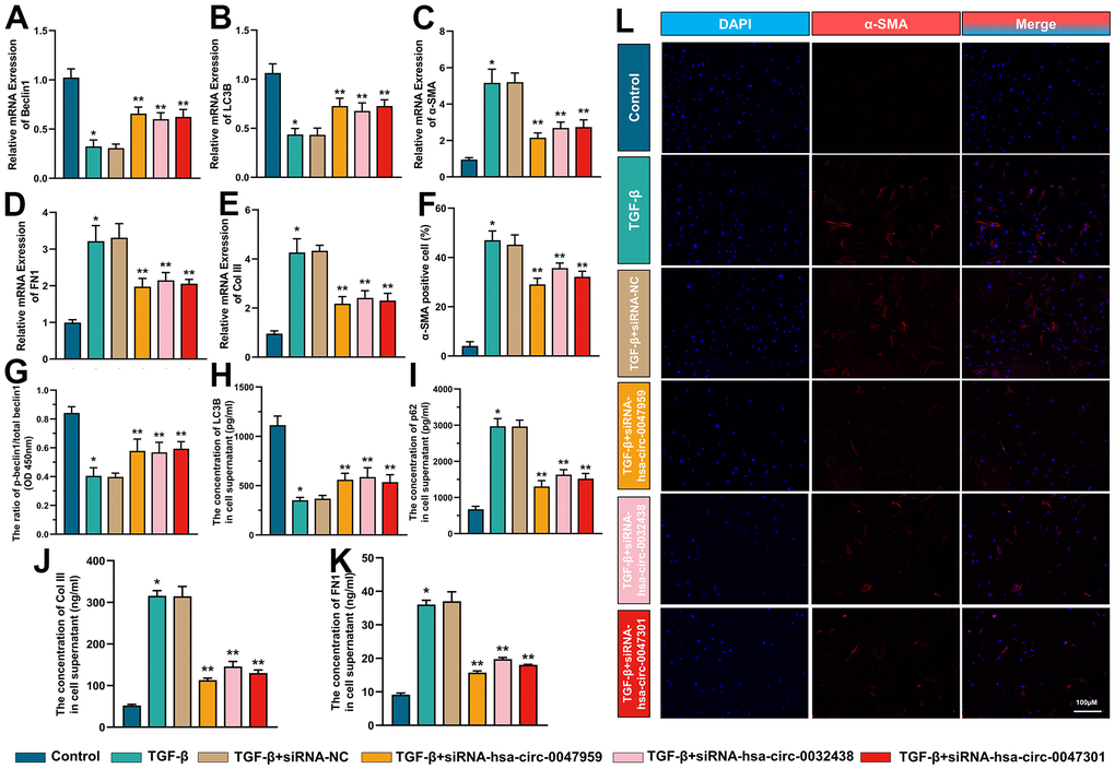 The effect of hub ARCs on cell autophagy, myofibroblast transformation and collagen deposition. The mRNA expression of Beclin1 (A) LC3B (B) α-SMA (C) FN1 (D) Col III (E) was detected through RT-PCR. The percentage of α-SMA positive cell was calculated in immunofluorescence results (F). The phosphorylation level of Beclin1 (G) protein expression of LC3B (H) and p62 (I) and release of Col III (J) and FN1 (K) was evaluated through ELISA. The immunofluorescence images of α-SMA in ESCs (L). *p 