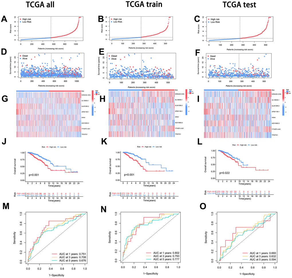 Model construction and evaluation of disease predictive value. (A–C) The dataset, comprising the overall, training, and testing sets, underwent stratification based on the risk score. Following this, samples were delineated into high-risk (depicted in red) and low-risk (depicted in blue) groups, utilizing the median risk score as the threshold. (D–F) The relationship between the risk score and both survival time and patient status was examined across the entire dataset, training set, and testing set. (G–I) Examination of the expression profiles of each Disulfidptosis-Associated LncRNA (DAL) was conducted, comparing high-risk and low-risk groups within the entire dataset, training set, and testing set. (J–L) Survival curves were juxtaposed between the high-risk and low-risk groups in the entire dataset, training set, and testing set to elucidate differences in survival outcomes. (M–O) Time-related Receiver Operating Characteristic (ROC) curve analysis was executed to appraise the predictive performance of the model across the entire dataset, training set, and testing set.