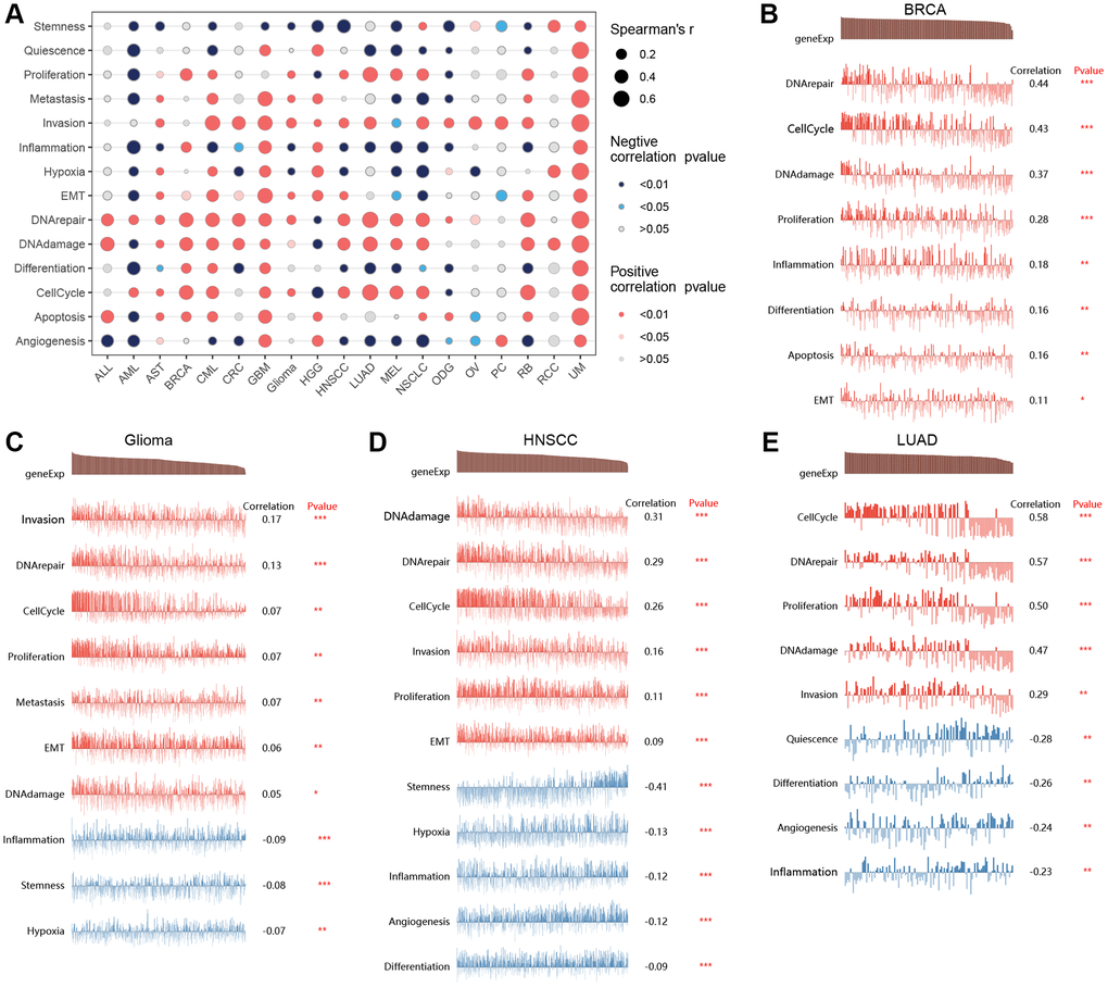 Single-cell analysis. The correlation between T-cell proliferation regulatory genes and cancer-related functional states (A). The correlation between T-cell proliferation regulatory genes and cancer-related functional states in BRCA (B), Glioma (C), HNSCC (D), and LUAD (E).