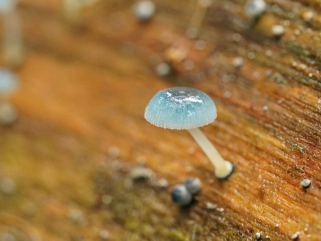 Pixie's Parasol (Mycena interrupta)