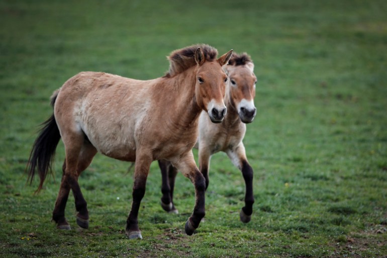 Przewalski's horses trot on a meadow at the acclimatisation enclosure, in the village of Dolni Dobrejov, Czech Republic