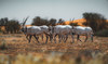 How the Arabian oryx became a symbol of environmental regeneration in Saudi Arabia