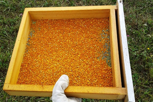 Pollen being collected from a hive.