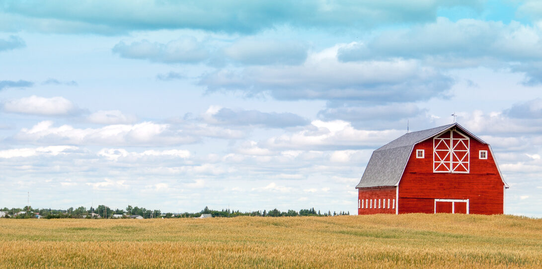 Large red barn in autumn wheat field.