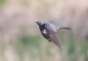 One of the tagged cuckoos in flight with their tag Credit Neil Calbrade