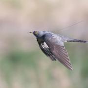 One of the tagged cuckoos in flight with their tag Credit Neil Calbrade