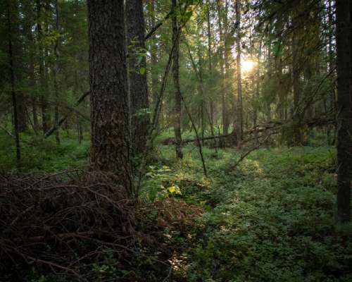 Vieraskynä: Lauttavaaran luontokoulumetsä tar...