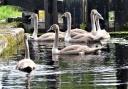 Swans on the canal between Brithdir Locks and Berriew. Picture by Mary Morgan.