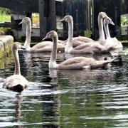 Swans on the canal between Brithdir Locks and Berriew. Picture by Mary Morgan.