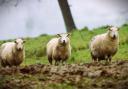 Police investigate dog attack that killed sheep on Powys farmland