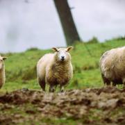 Police investigate dog attack that killed sheep on Powys farmland