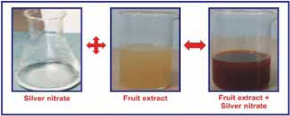 Figure 4 Synthesis of silver nanoparticles synthesis by Plum fruit extract.