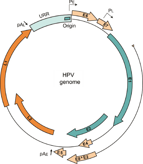 Figure 1: Human Papillomavirus (HPV) genome.Shown is the circular dsDNA genome of an α-HPV. The core replication proteins, E1 and E2, are shown in dark cyan. The core structural proteins are shown in orange. URR, upstream regulatory region. PE and PL are the early and late promoters and pAE and pAL are the early and late polyadenylation sites. The replication origin is indicated.