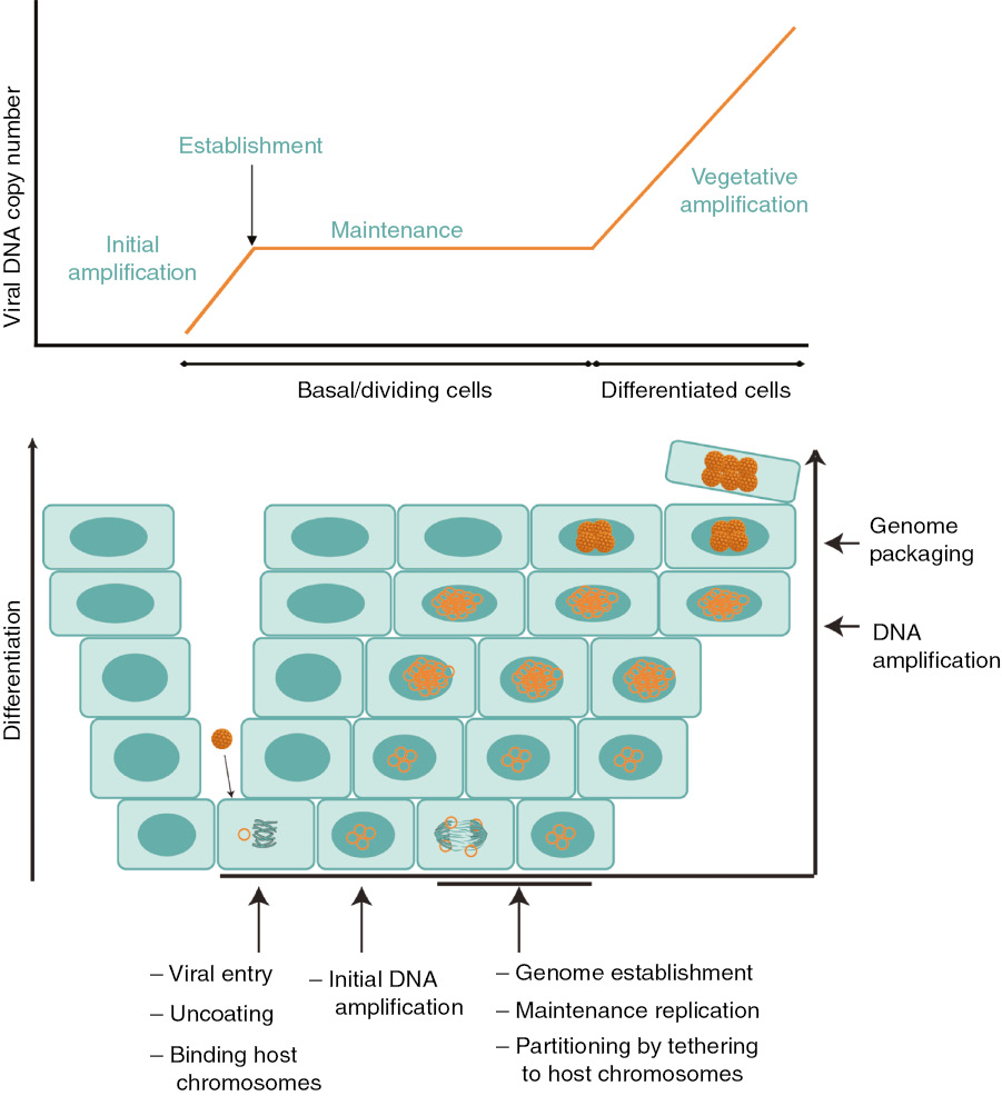 Figure 2: Papillomavirus infectious cycle.The schematic shows the differentiated layers of a stratified epithelium. HPV gains access to the basal cells of the epithelium through a fissure. Upon entry, the virus traffics through the endosome, becoming uncoated, but the viral genome (in complex with the L2 protein) must wait until the nuclear membrane breaks down in mitosis to gain entry to the nucleus. Once in the nucleus the viral genome undergoes a limited amplification and becomes established in the nucleus by attachment to host chromatin. The genome is maintained at a constant copy number in the dividing cells and is partitioned by the interaction with host chromatin. Upon differentiation, the infected cells amplify the viral DNA to high copy number, whereupon it is packaged into progeny viral particles. Virions are shed from the epithelium in viral-laden squames. At the top of the schematic, relative levels of viral DNA copy numbers are shown for each phases of viral DNA replication.