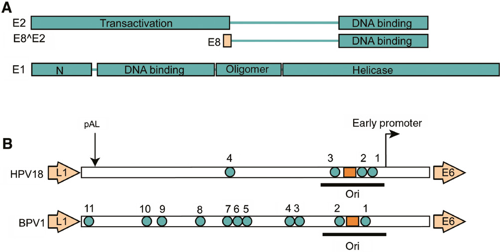 Figure 3: Replication proteins and origin of replication.(A) E1 and E2 proteins. The E2 proteins consist of two conserved structural and functional domains linked by a less well-conserved and flexible, hinge region. The N-terminal domain is important for transcriptional regulation, interaction with the E1 protein, and tethering to host chromatin. The C-terminal domain is a sequence specific dimeric DNA binding domain. The E8^E2 repressor protein is encoded by a spliced transcript that fuses a short peptide from E8 fused to the hinge and DNA binding domain of E2. The E1 protein contains four structural domains. Phosphorylation of multiple sites in the N-terminal domain regulates nuclear-cytoplasmic transport. E1 also contains a sequence specific origin binding domain, and an oligomerization domain that promotes the formation of hexamers. The C-terminal domain is a AAA + family helicase. (B) The upstream regulatory region (URR) of HPV18 (an α-HPV) and BPV1 (a δ-HPV). pAL is the late polyadenylation site. The numbered cyan circles are E2 binding sites and the orange rectangle if the E1 binding site. The end of the L1 and beginning of the E6 open reading frames are shown in pale orange. The papillomavirus replication origin encompasses an E1 binding site, at least one E2 binding site and an A/T rich region.