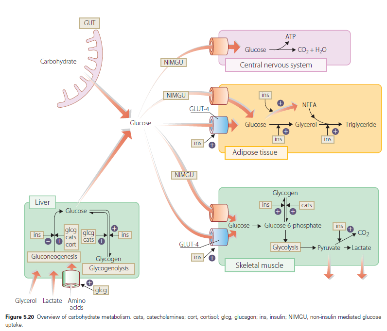 Инсулин и глюкагон функции. Insulin secretion. Glucose Regulation by Insulin. Инсулин ins. Regulation of cortisol secretion.