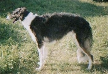 Right Profile - Zolotaja Svora Kupidonas the Borzoi standing outside with its mouth open