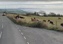 Abbotsbury Hill (Google Maps)