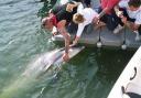 PLEASED TO MEET YOU: George the dolphin makes friends at West Bay. Picture: EDWARD CASH