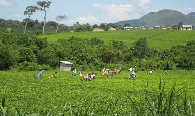 Igara Tea