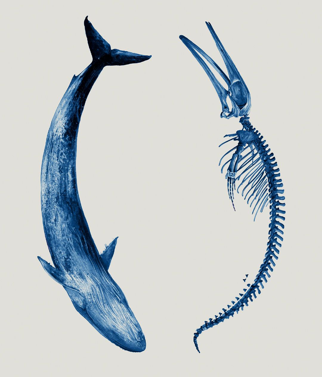 A Blue Whale and a Blue Whale's skeleton