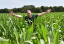 Geoff Brown, events and projects manager in the Goat Shed maize maze Picture: Denise Bradley