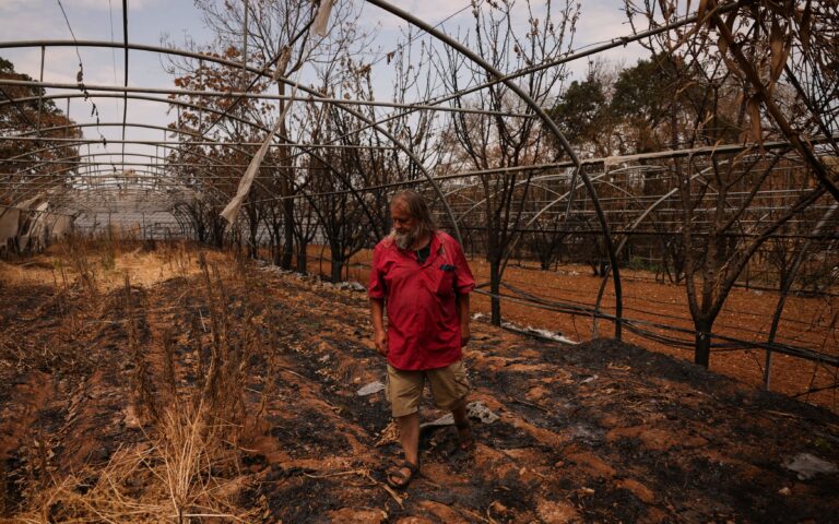 As wildfires wipe out forests, Greeks debate: To replant, or not?