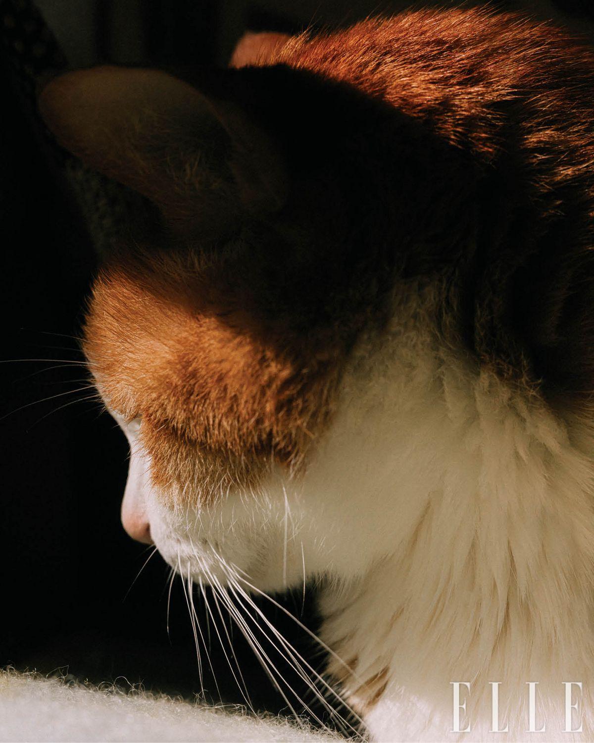 이것이 고양이로소이다. 호진이의 귀여운 옆태. 