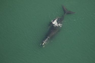 North Atlantic right whale Archipelago and calf