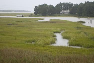 ChesapeakeBayEstuary.jpg