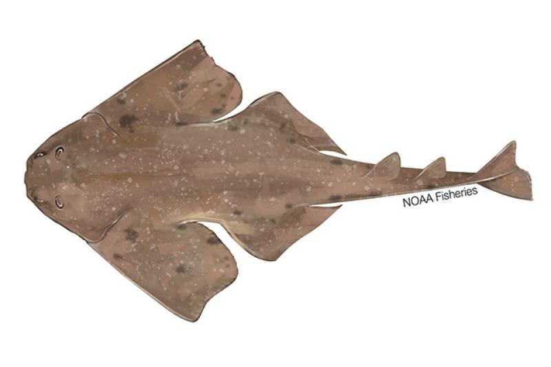 640x427-Angelshark-Smoothback.jpg