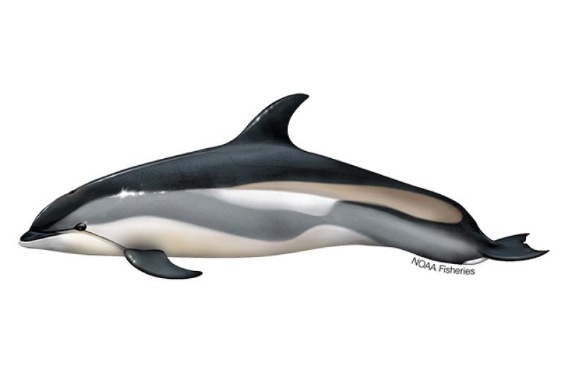 640x427-Atlantic-White-Sided-Dolphin.jpg