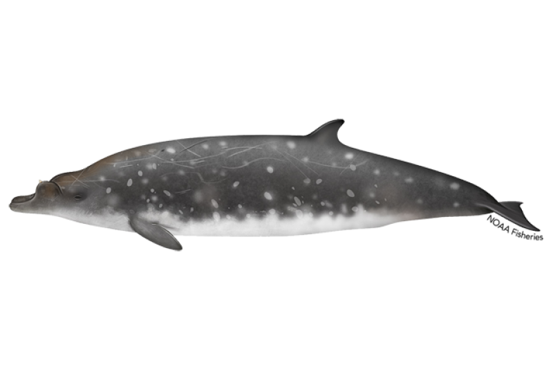 640x427-blainvilles-beaked-whale.png