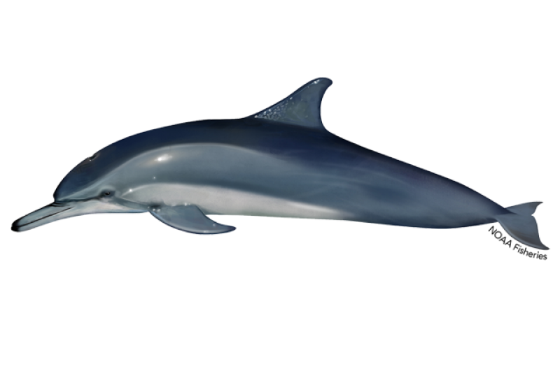 640x427-clymene-dolphin.png