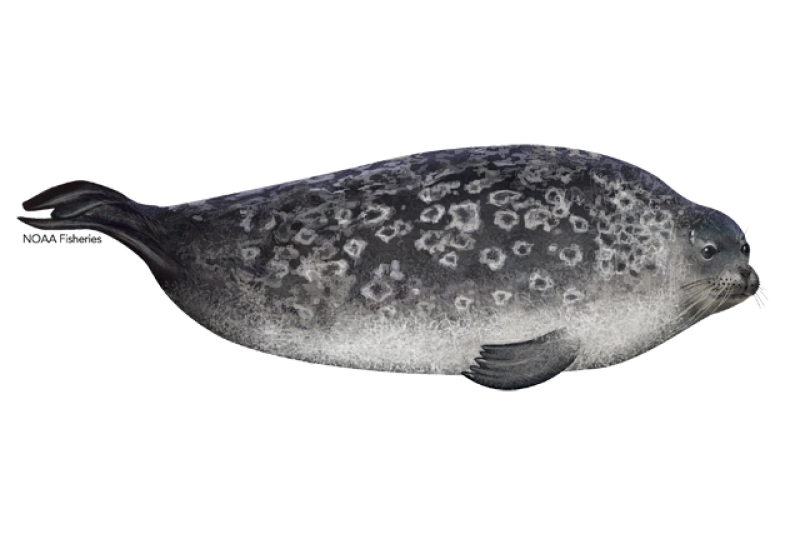 ringed seal illustration