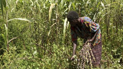 Une agricultrice travaille dans son champ de blé près de Lira (Ouganda) le 11 novembre 2009. (REUTERS - HUDSON APUNYO / X01959)