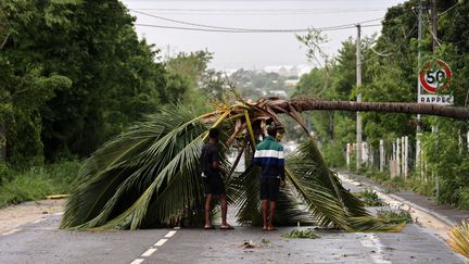 Un arbre sur la chaussée après le passage du cyclone Belal à La Réunion, le 15 janvier 2024. (RICHARD BOUHET / AFP)