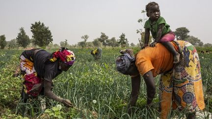 Des femmes&nbsp;travaillent dans un champ d'oignons près de Gazawa, au nord du Cameroun. (PATRICK MEINHARDT / AFP)