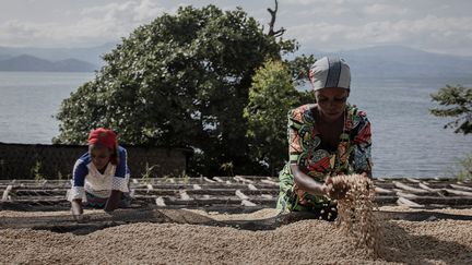 Des femmes trient les grains dans la caféière d'Idjwi, le 22 mars 2022, en République démocratique du Congo. (GUERCHOM NDEBO / AFP)