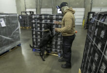 A man wearing a baseball cap leads a black dog through a warehouse during a cargo security inspection.