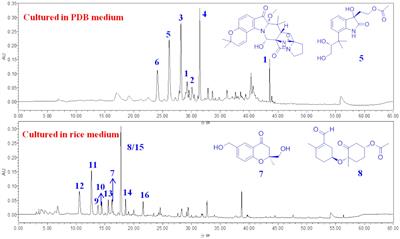 New cytotoxic indole derivatives with anti-FADU potential produced by the endophytic fungus Penicillium oxalicum 2021CDF-3 through the OSMAC strategy