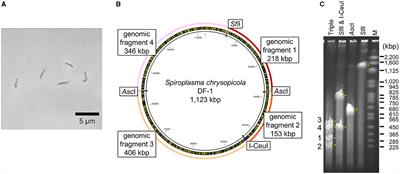 Cloning and sequencing analysis of whole Spiroplasma genome in yeast