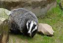 A generic image of a badger. Credit: Pixabay