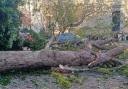 A fallen tree at London Road, Harrow