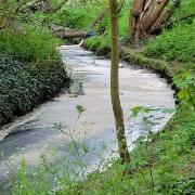 Wealdstone Brook Sewage 3 (Credit: Joy Rickman/Friends of Woodcock Park)